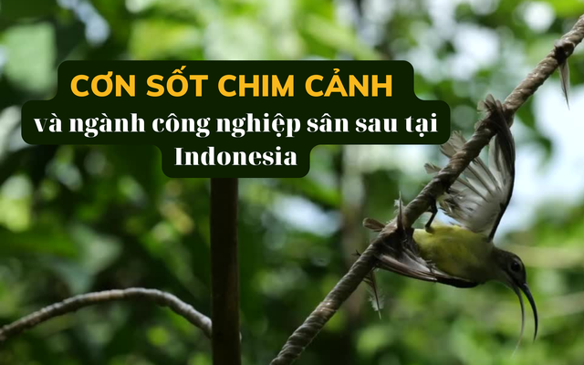Giống lan đột biến ở Việt Nam, Indonesia bùng lên cơn sốt chim cảnh: Trò tiêu khiển giúp nhiều người đổi đời, nhưng ẩn chứa nhiều bí mật bất chính