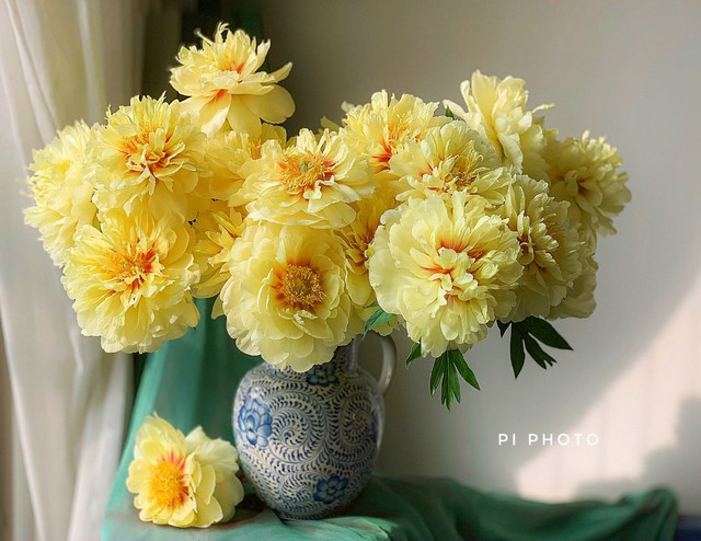  Thú chơi cắm hoa peony trong nhà được nhiều chị em theo đuổi, mặc kệ giá lên đến vài trăm nghìn/bông, nghe lí do ai cũng bất ngờ  - Ảnh 17.