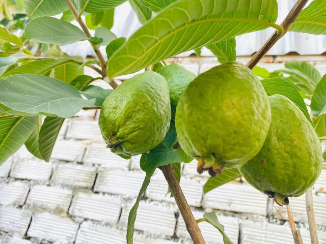 Ngày hai buổi chăm bón, đôi vợ chồng được vườn rau xanh mướt, vừa ăn, vừa ngắm quanh năm - Ảnh 6.