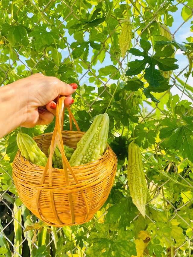 Ngày hai buổi chăm bón, đôi vợ chồng được vườn rau xanh mướt, vừa ăn, vừa ngắm quanh năm - Ảnh 7.