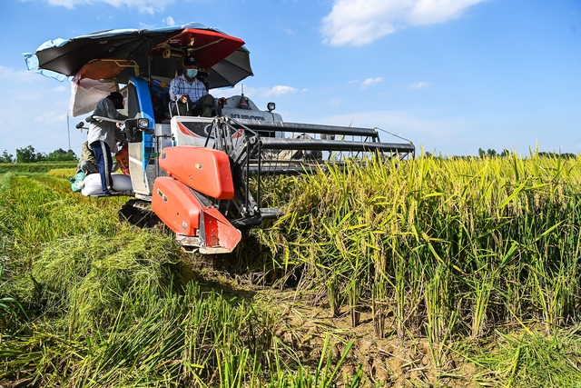 Giá gạo có thể tăng mạnh, các nước xuất khẩu hàng đầu như Việt Nam tận dụng cơ hội phát triển thị trường xuất khẩu - Ảnh 2.