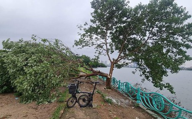 Hà Nội: Công an xác minh, truy tìm kẻ xấu chặt hạ "cây cô đơn" nổi tiếng tại hồ Tây