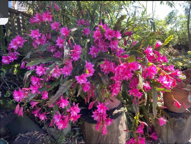 Khu vườn 700m2 với hơn 200 loại hoa quỳnh, lan ở Úc của người đàn ông Việt - Ảnh 7.