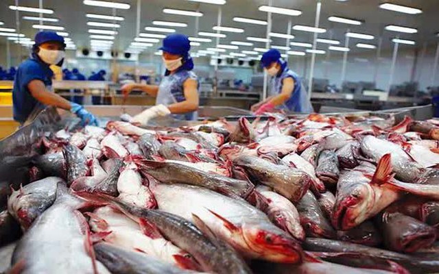 Giá cá tra xuất khẩu vào Hoa Kỳ lập kỷ lục