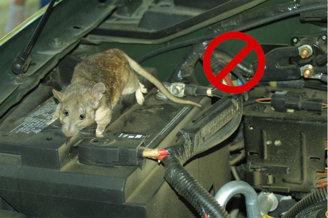 Cách chống chuột cùng các loài gây hại cho xe ô tô cực đơn giản - Ảnh 2.
