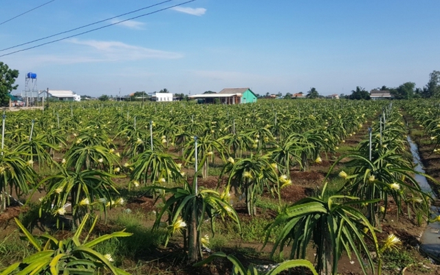 Thanh long tăng giá trở lại, nhà vườn ngưng phá bỏ vườn cây