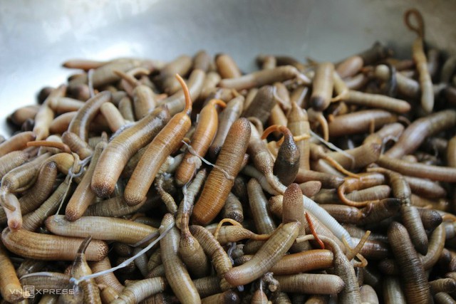 Đi săn đặc sản sâu đất kiếm nửa triệu đồng mỗi ngày - Ảnh 3. Đi săn đặc sản sâu đất kiếm nửa triệu đồng mỗi ngày - Ảnh 3.