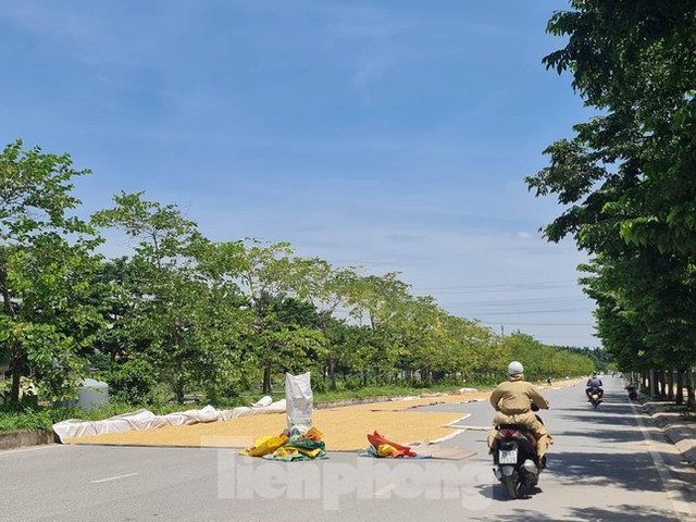  Thóc phơi đầy đường ở ngoại thành Hà Nội gây khó cho người tham gia giao thông  - Ảnh 2.