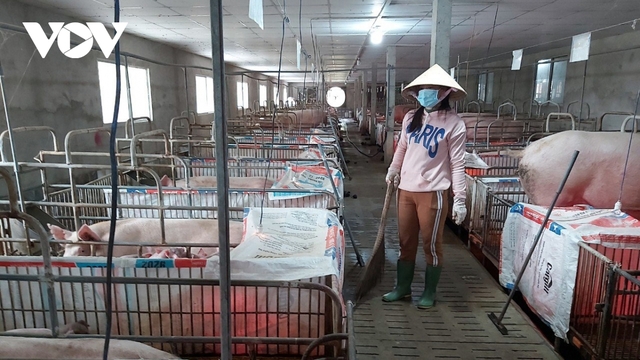 Chi phí tăng cao, người chăn nuôi ở Tiền Giang điêu đứng - Ảnh 1.