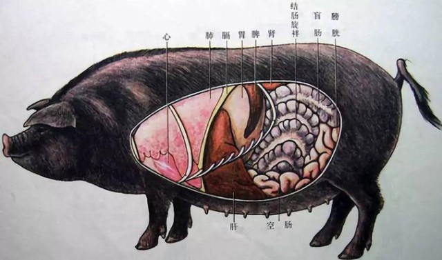 2 bộ phận bẩn và độc bậc nhất của con lợn, dù ngon nhưng bác sĩ khuyên nên ăn ít - Ảnh 1.