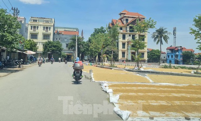  Thóc phơi đầy đường ở ngoại thành Hà Nội gây khó cho người tham gia giao thông  - Ảnh 3.