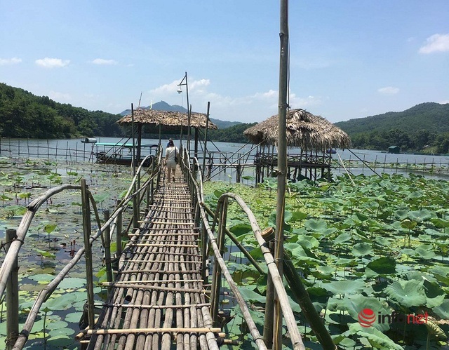 Siêu đầu bếp bỏ việc về quê trồng loại sen nghìn cánh, hái ra tiền từ cây sen - Ảnh 1.