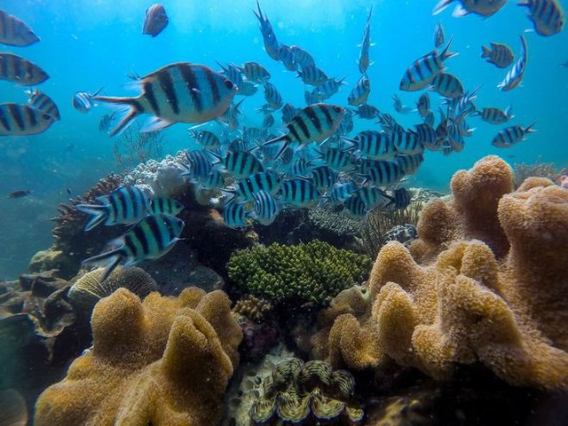 Những rạn san hô tuyệt đẹp ở các vùng biển Việt Nam đứng trước nguy cơ suy giảm hàng loạt, nhiều nơi đã phải lên kế hoạch để giải cứu - Ảnh 4.