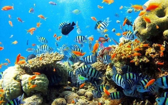 Những rạn san hô tuyệt đẹp ở các vùng biển Việt Nam đứng trước nguy cơ suy giảm hàng loạt, nhiều nơi đã phải lên kế hoạch để giải cứu - Ảnh 6.