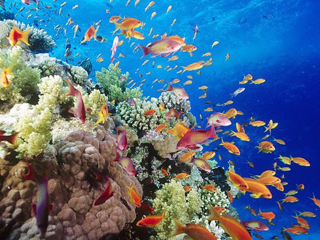 Những rạn san hô tuyệt đẹp ở các vùng biển Việt Nam đứng trước nguy cơ suy giảm hàng loạt, nhiều nơi đã phải lên kế hoạch để giải cứu - Ảnh 8.