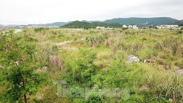Khu đô thị gần 100ha đất vàng ở Quảng Ninh bỏ hoang, cỏ mọc um tùm - Ảnh 1.
