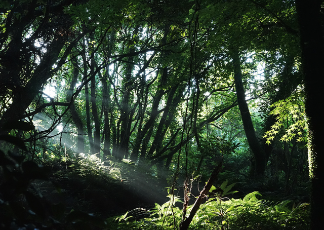 Lạc vào khu rừng đom đóm kỳ ảo ở Hàn Quốc, đặc biệt nhất là hiện tượng chỉ xuất hiện cuối tháng 6 - Ảnh 1.