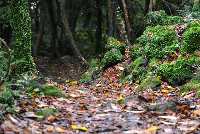 Lạc vào khu rừng đom đóm kỳ ảo ở Hàn Quốc, đặc biệt nhất là hiện tượng chỉ xuất hiện cuối tháng 6 - Ảnh 3.