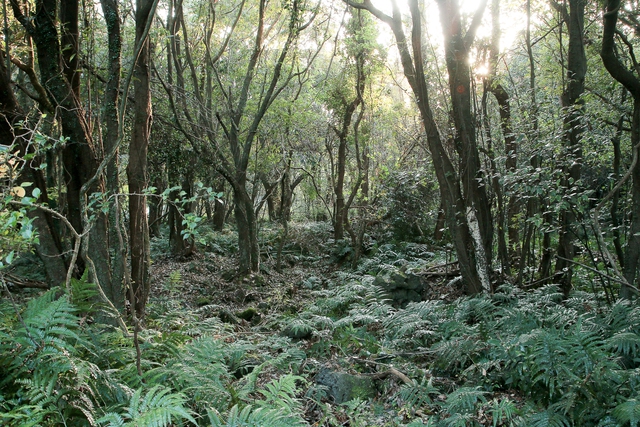Lạc vào khu rừng đom đóm kỳ ảo ở Hàn Quốc, đặc biệt nhất là hiện tượng chỉ xuất hiện cuối tháng 6 - Ảnh 4.