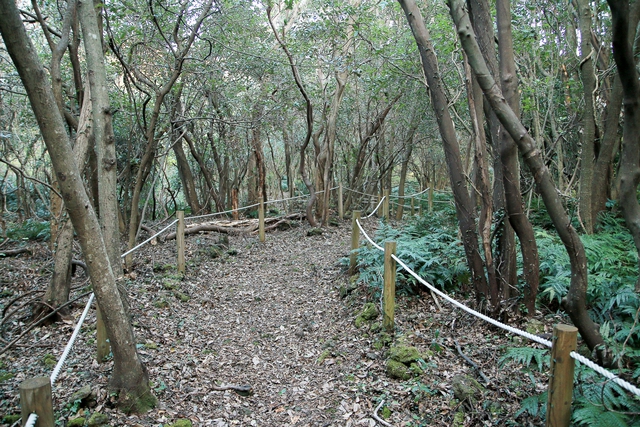 Lạc vào khu rừng đom đóm kỳ ảo ở Hàn Quốc, đặc biệt nhất là hiện tượng chỉ xuất hiện cuối tháng 6 - Ảnh 6.