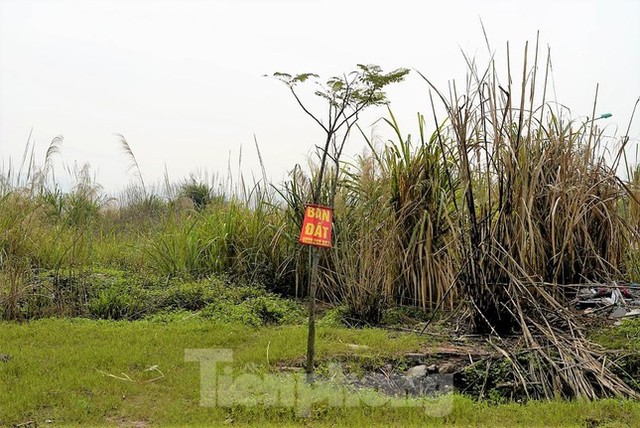 Khu đô thị gần 100ha đất vàng ở Quảng Ninh bỏ hoang, cỏ mọc um tùm - Ảnh 7.