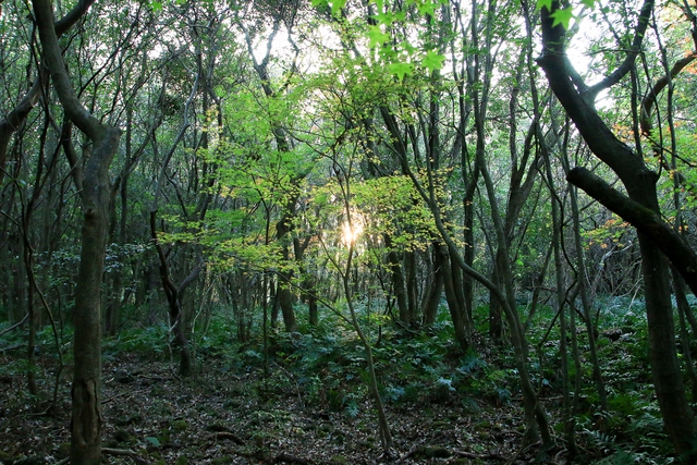 Lạc vào khu rừng đom đóm kỳ ảo ở Hàn Quốc, đặc biệt nhất là hiện tượng chỉ xuất hiện cuối tháng 6 - Ảnh 7.