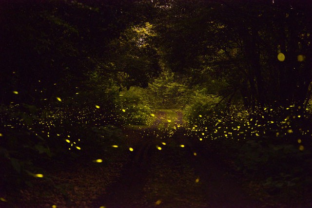 Lạc vào khu rừng đom đóm kỳ ảo ở Hàn Quốc, đặc biệt nhất là hiện tượng chỉ xuất hiện cuối tháng 6 - Ảnh 8.