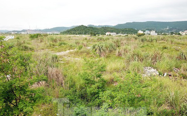 Khu đô thị gần 100ha 'đất vàng' ở Quảng Ninh bỏ hoang, cỏ mọc um tùm