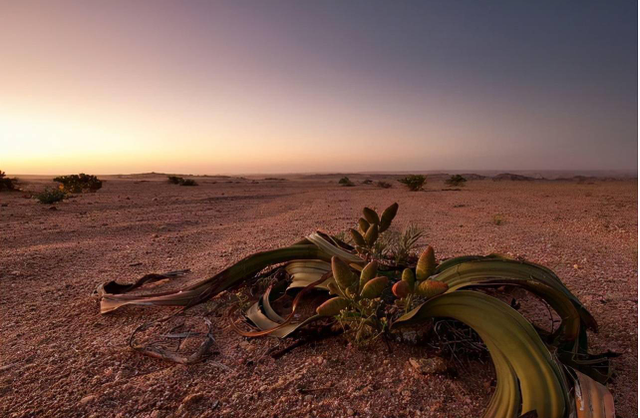 Bạch tuộc sa mạc: Sống tới hơn 3.000 năm tuổi, giữ bí mật trường sinh loài người mơ ước  - Ảnh 6.