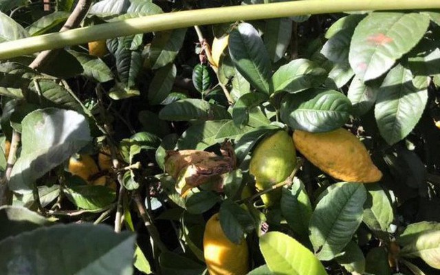 Loại quả xưa rụng đầy gốc không ai thèm hái, nay "lên đời" thành đặc sản đắt đỏ và hiếm, 300.000 đồng/kg Loại quả xưa rụng đầy gốc không ai thèm hái, nay "lên đời" thành đặc sản đắt đỏ và hiếm, 300.000 đồng/kg