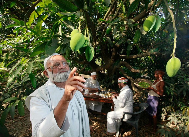 Cây xoài thần kì cho 300 giống quả khác nhau từ màu sắc đến hình dáng của cụ ông 80 tuổi ở Ấn Độ - Ảnh 4.