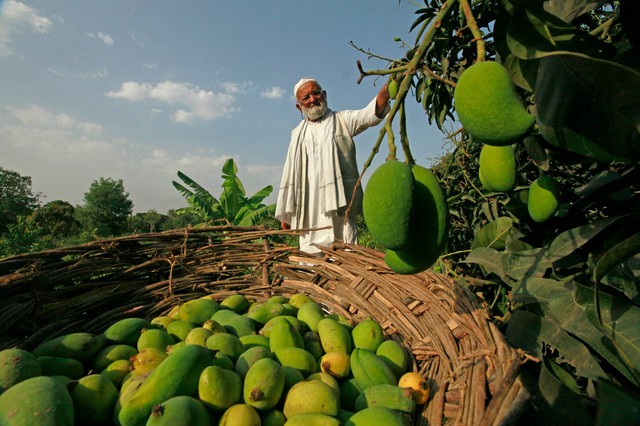 Cây xoài thần kì cho 300 giống quả khác nhau từ màu sắc đến hình dáng của cụ ông 80 tuổi ở Ấn Độ - Ảnh 1.