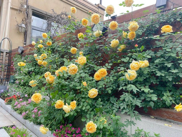 Cô gái 9x mừng tuổi 31 với căn nhà mới có cả sân vườn và sau 300 ngày, khu vườn đã nở rộ đầy hoa - Ảnh 14.