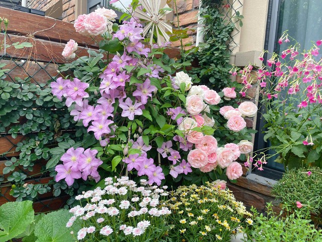 Cô gái 9x mừng tuổi 31 với căn nhà mới có cả sân vườn và sau 300 ngày, khu vườn đã nở rộ đầy hoa - Ảnh 4.