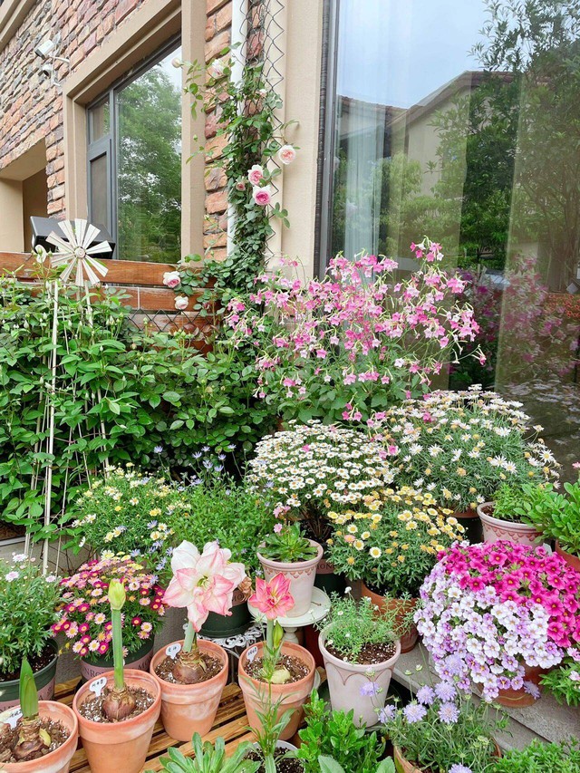 Cô gái 9x mừng tuổi 31 với căn nhà mới có cả sân vườn và sau 300 ngày, khu vườn đã nở rộ đầy hoa - Ảnh 10.