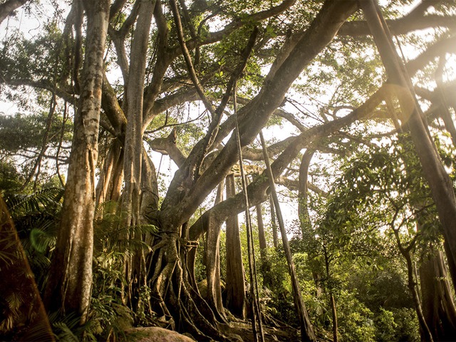 Chuyện về cây đa di sản nghìn năm tuổi ở Đà Nẵng - Ngọn hải đăng linh thiêng ngự giữa bán đảo Sơn Trà - Ảnh 1.