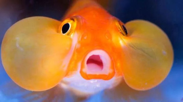 Cá vàng, loài cá đáng thương nhất trên hành tinh của chúng ta - Ảnh 1.