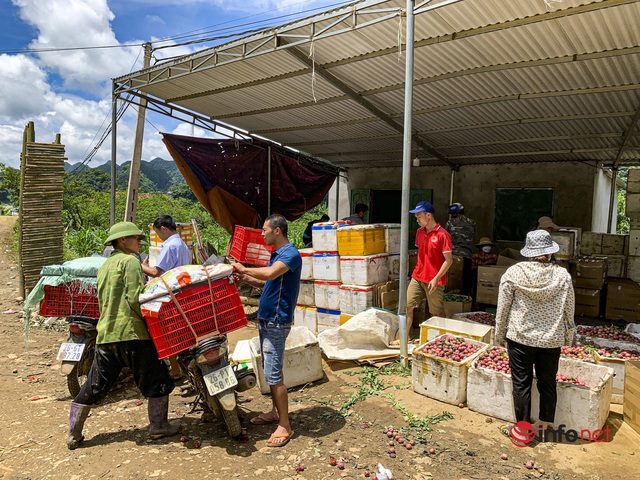 Sơn La: Mận được mùa, quả to căng mọng, giá cao, giữa trưa các vườn vẫn tấp nập người thu hái - Ảnh 11.