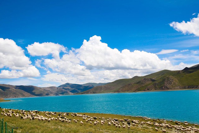 Yamdrok - hồ nổi tiếng nhất Tây Tạng có trữ lượng cá cả triệu tấn nhưng không ai dám ăn, lý do khiến nhiều người bất ngờ - Ảnh 3.