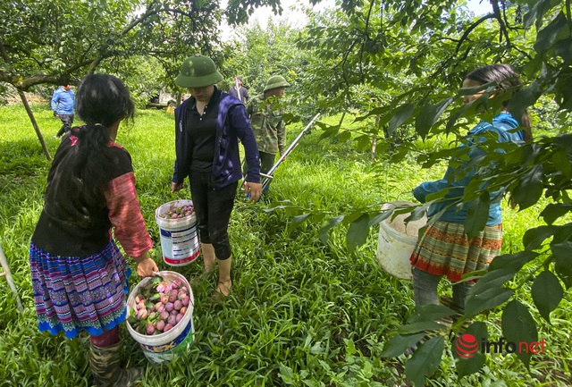 Sơn La: Mận được mùa, quả to căng mọng, giá cao, giữa trưa các vườn vẫn tấp nập người thu hái - Ảnh 6.