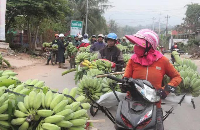 Mất trắng vì thuê đất trồng chuối ở nước bạn - Ảnh 2.