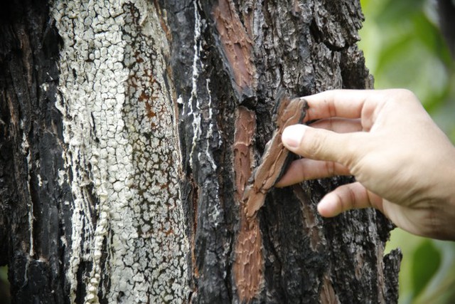  Hàng trăm cây thông ở Quảng Nam bị kẻ xấu khoan lỗ, đổ hóa chất đầu độc  - Ảnh 1.