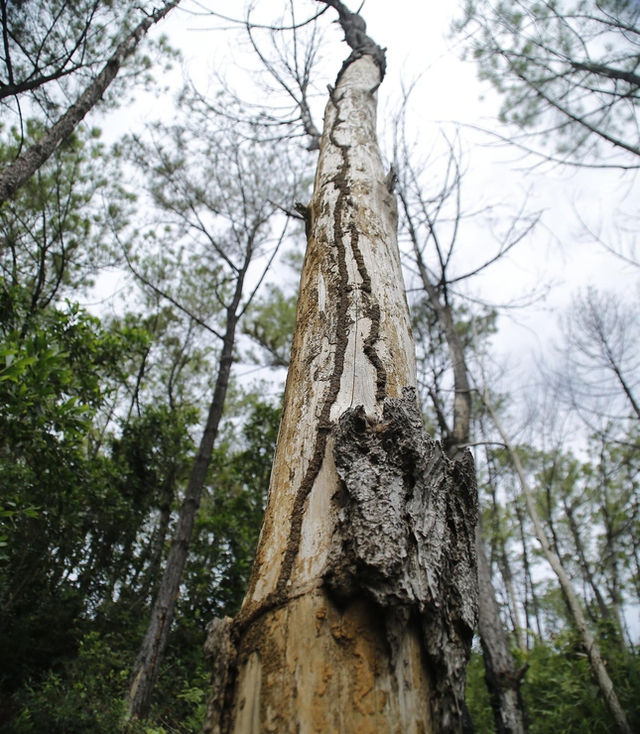  Hàng trăm cây thông ở Quảng Nam bị kẻ xấu khoan lỗ, đổ hóa chất đầu độc  - Ảnh 2.