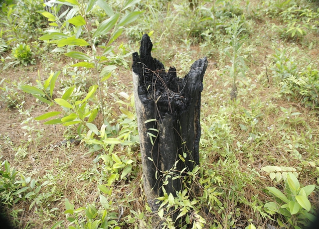  Hàng trăm cây thông ở Quảng Nam bị kẻ xấu khoan lỗ, đổ hóa chất đầu độc  - Ảnh 4.