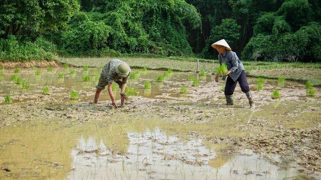 Bỏ việc lương 10 triệu, chàng trai về quê trồng rau, nuôi gà: Bình yên nhưng không dễ dàng  - Ảnh 6.