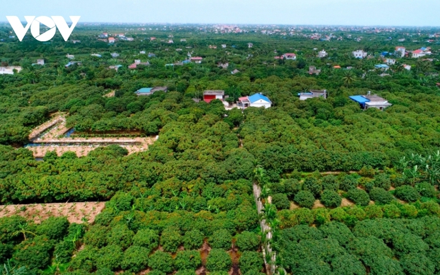 Hải Dương có hơn 9.000 ha diện tích trồng vải. Trong đó, diện tích trồng vải ở huyện Thanh Hà chỉ 1/3 nhưng lại chiếm 2/3 sản lượng vải toàn tỉnh.