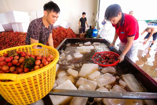 Bán sức lấy tiền, kiếm tiền triệu mỗi ngày từ vải thiều - Ảnh 4.