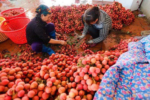 Bán sức lấy tiền, kiếm tiền triệu mỗi ngày từ vải thiều - Ảnh 5.