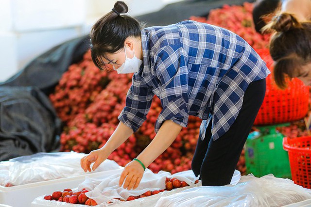 Bán sức lấy tiền, kiếm tiền triệu mỗi ngày từ vải thiều - Ảnh 8.