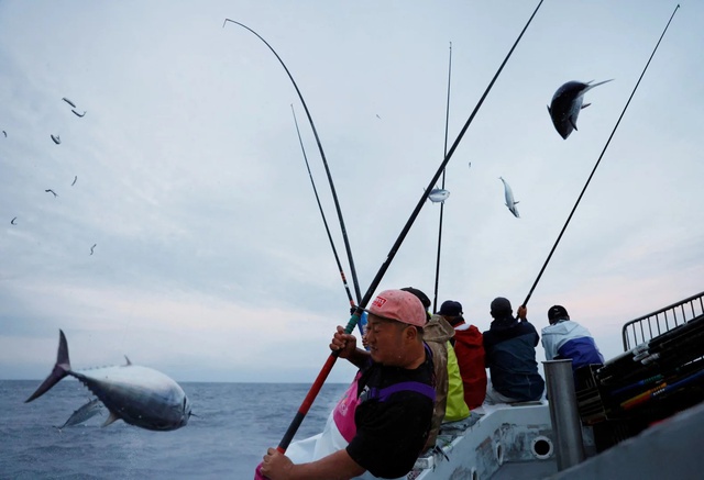 Bí mật về phương pháp câu truyền thống giúp người Nhật giữ tuyệt đối vị ngon của cá ngừ - Ảnh 3.